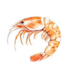A simple yet appealing shrimp illustration with vibrant, natural orange and white tones, subtle details, transparent background, PNG
