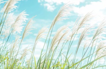 Obraz premium Soft Breeze Blowing Through Tall Grass Under Bright Blue Sky with Fluffy Clouds and Sunlight Glowing on Nature's Beauty