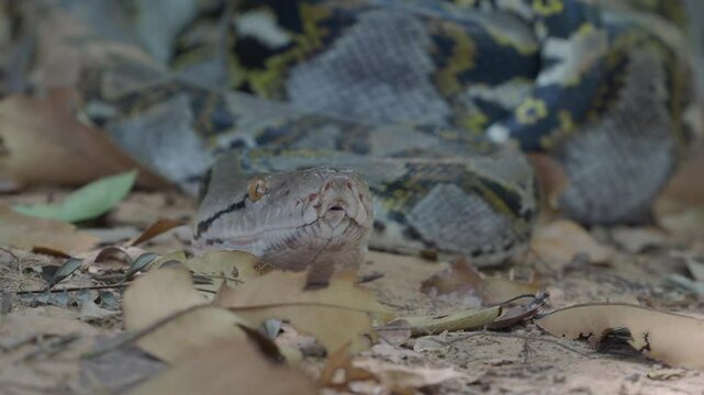 Python crawling on the ground in the forest