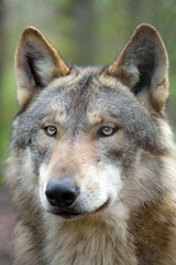 Close up of a wolf