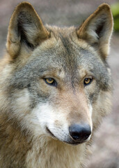 Close up of a wolf