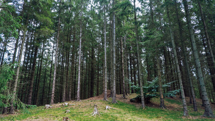 Obraz premium Beautiful pine and fir forest in Sweden with a thick layer of green moss covering the forest floor. Moss forest Deep dark dense swedish forest in Snogeholm Strövområde near Snogeholmssjön.