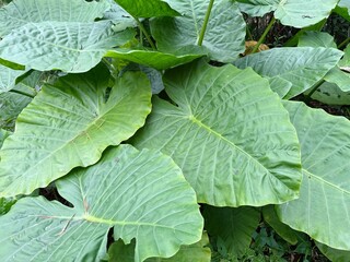 Alocasia macrorrhizos, a Toxic Plant That Can Cause Skin Allergies.