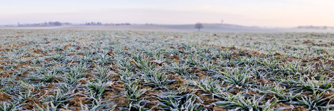 bl&eacute; hiver gel&eacute;
