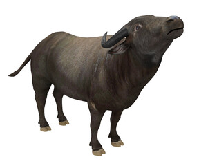 3d rendering water buffalo, asian or indian animal