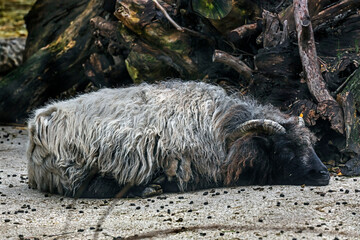 Heidschnucke sheep on the ground 