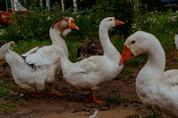 Flock of white geese on the farm walking