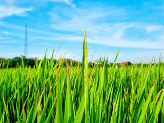 Beautiful scenic view landscape of Rice field green grass with field cornfield or in Asia country agriculture harvest with fluffy clouds blue sky background at Pamekasa, Indonesia.