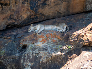Jeune lion dormant à l'ombre des rochers