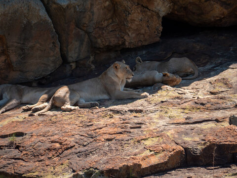 Une lionne adulte et ses jeunes lions se reposant à l'ombre des rochers