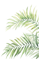 watercolor-style vector illustration of tropical palm leaves with a soft green gradient on a white background. High-quality PNG with alpha transparency, perfect for botanical and nature-themed design