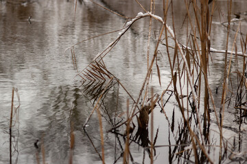 Obraz premium snow covered branches