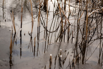 snow covered branches