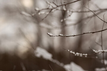 forest in winter