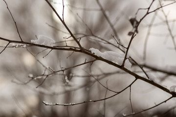 tree branches covered with snow