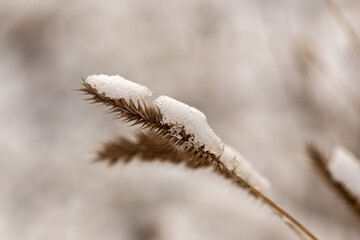 tree branches covered with snow