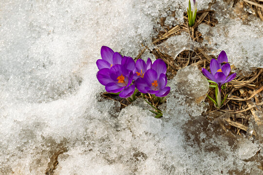 Purple crocuses emerging through melting snow, heralding the arrival of spring in a vibrant garden scene