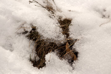 tree branches covered with snow