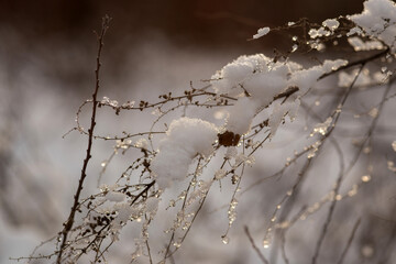 forest in winter