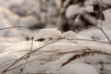 forest in winter