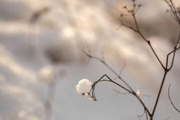 forest in winter