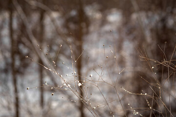 forest in winter