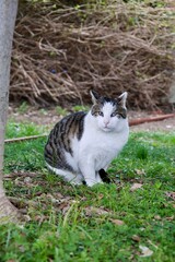 Cat sitting outdoors. High quality photo