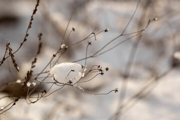forest in winter