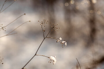 forest in winter