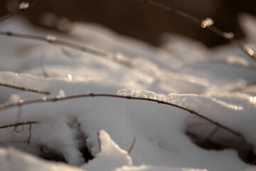 forest in winter