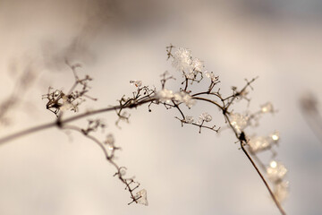 forest in winter