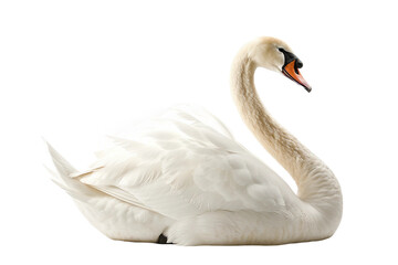 Beautiful Swan Pair Gliding Together at Sunset Isolated on Transparent Background