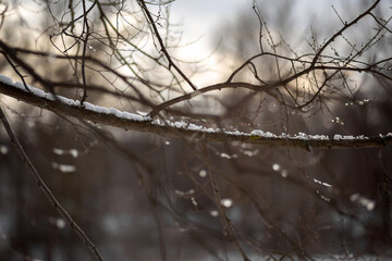 Fototapeta premium snow covered branches