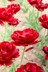 Tulip Red princess in close-up flower with several other flowers in the background