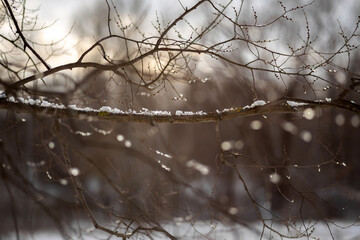 Winter Wonderland Walk: Snowy Forest Adventure 
