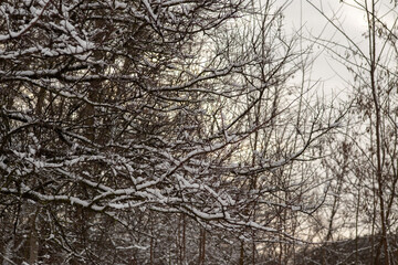 Obraz premium Winter Wonderland Walk: Snowy Forest Adventure 