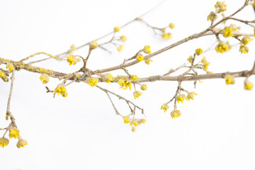 Blooming tree branches with small yellow flowers on a white background. Minimalist botanical composition with copy space. Springtime and nature concept. Design for greeting card, invitation, 