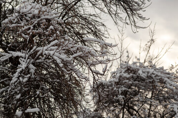 Winter Wonderland Walk: Snowy Forest Adventure 