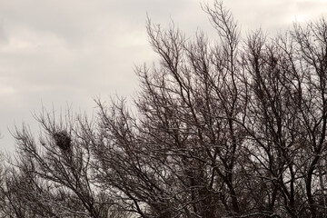 Winter Wonderland Walk: Snowy Forest Adventure 