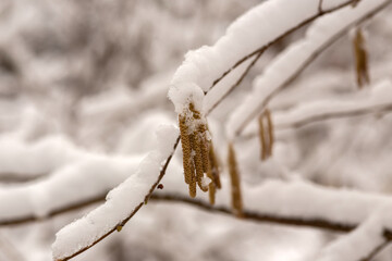 Winter Wonderland Walk: Snowy Forest Adventure 