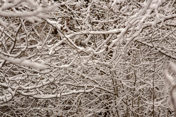 Winter Wonderland Walk: Snowy Forest Adventure 