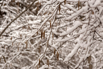 Winter Wonderland Walk: Snowy Forest Adventure 