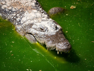 Portrait de crocodile