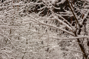 Winter Wonderland Walk: Snowy Forest Adventure 