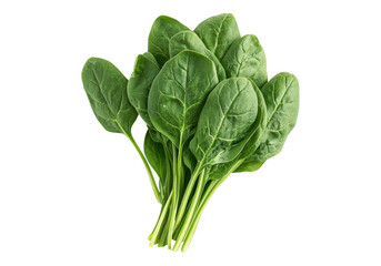 Bunch of spinach leaves.