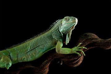 Colombian green iguana isolated on black background, green lizard on a branch