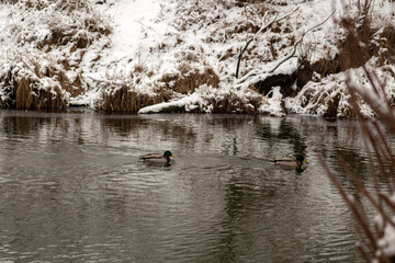 ducks on the river