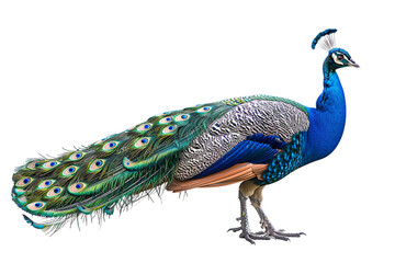 Obraz premium Eye-Catching Peacock Showcasing Brilliant Colors Isolated on Transparent Background