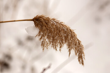 Winter Wonderland Walk: Snowy Forest Adventure 