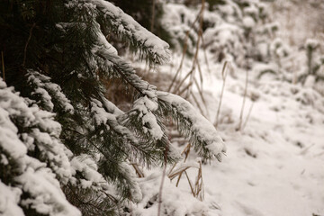 Winter Wonderland Walk: Snowy Forest Adventure 